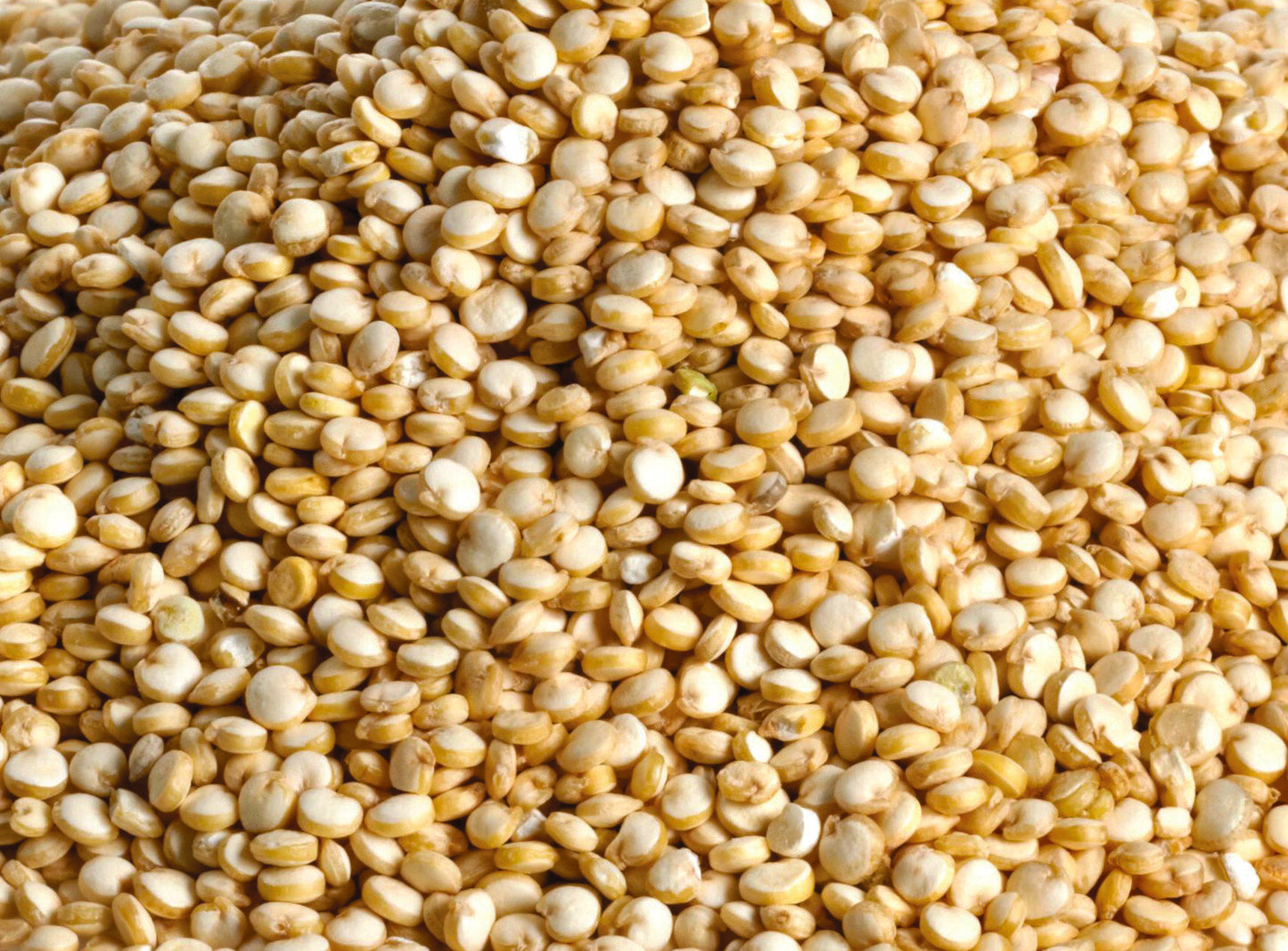 GRAINES DE QUINOA TERSOL 1KG
