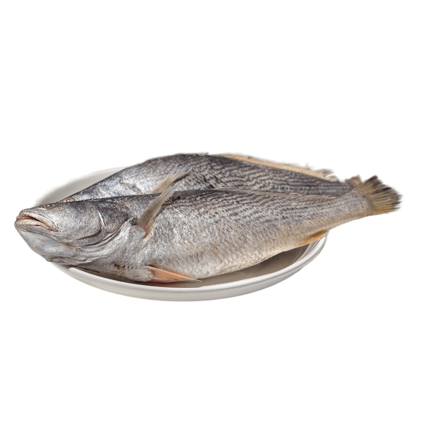 POISSON CAPITAINE CALIBRE 400-600G