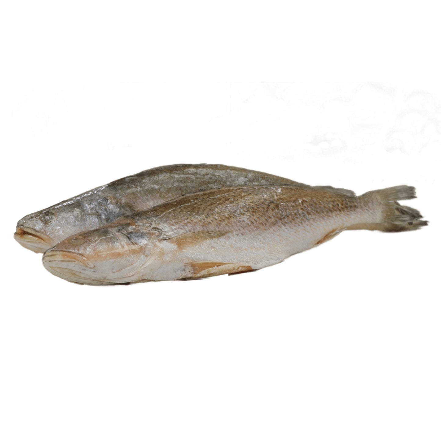 Poisson Capitaine 400-600g frais entier