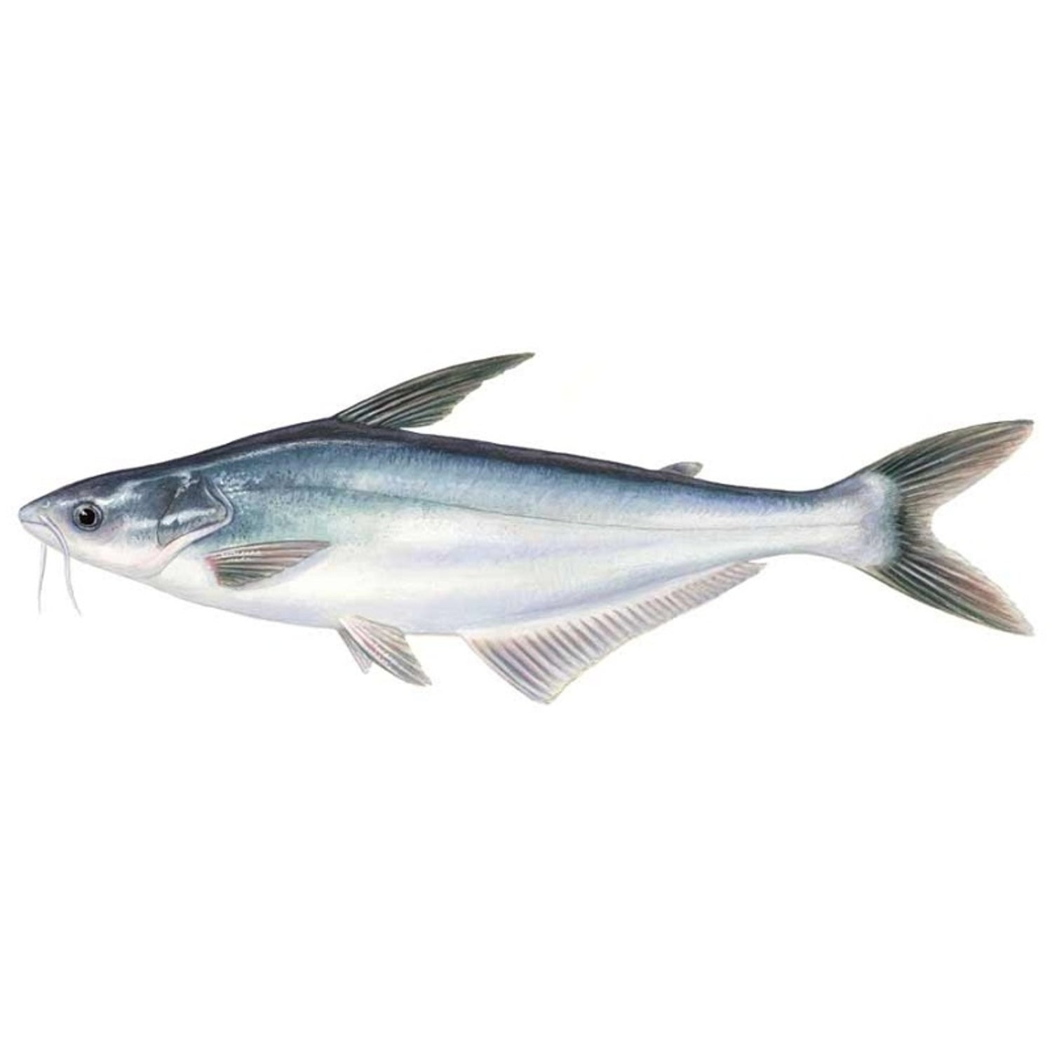 Filets de Pangasius Malangua 1kg frais