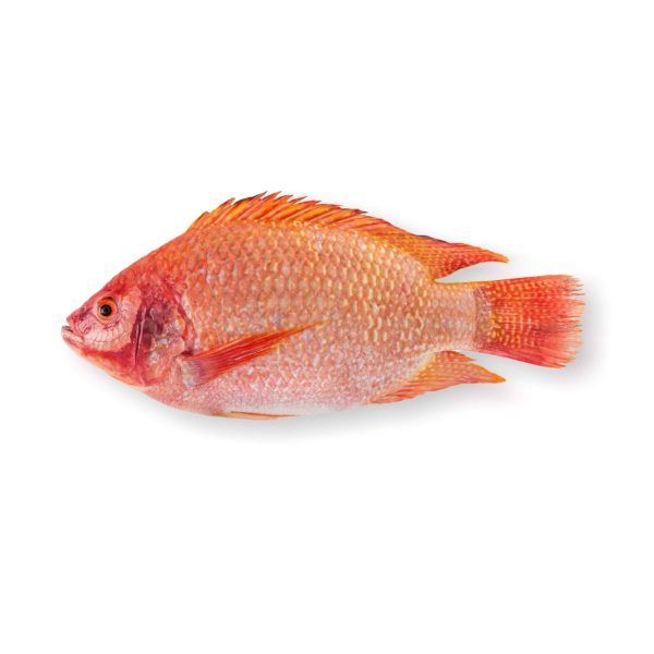 Tilapia rouge frais en vente au kg